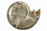 Polished, Sutured Ammonite (Eotetragonites?) Fossil - Madagascar #246220-1